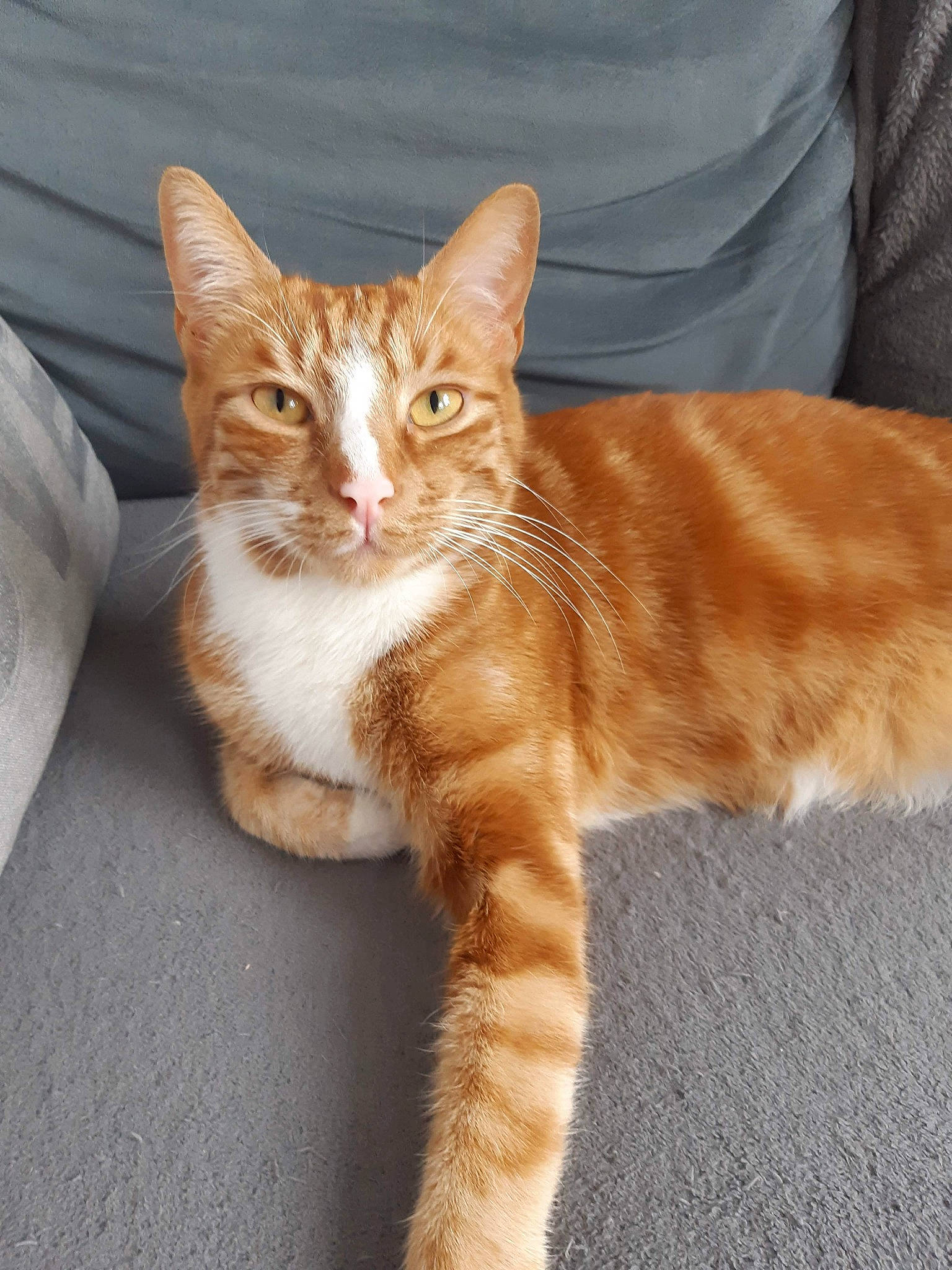 Caramel a rejoint le concours — aidez-le/la à gagner de superbes lots ! aegean_cat, american_wirehair, arabian_mau, asian, carnivore, cat, domestic_short_haired_cat, european_shorthair, fawn, felidae, fur, german_rex, kitten, mammal, polydactyl_cat, small_to_medium_sized_cats, tabby_cat, tail, vertebrate, whiskers