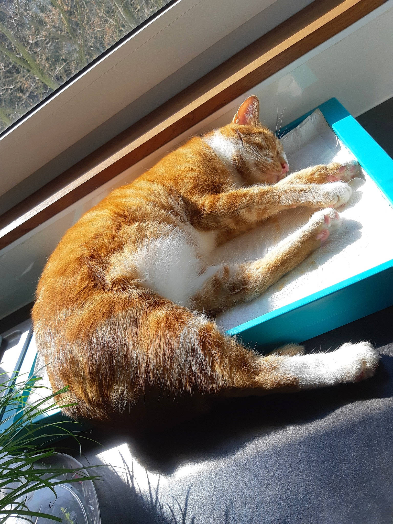 Caramel participe au concours pour gagner de l'argent avec cette photo : carnivore, cat, domestic_short_haired_cat, fawn, felidae, fur, nap, small_to_medium_sized_cats, tail, whiskers