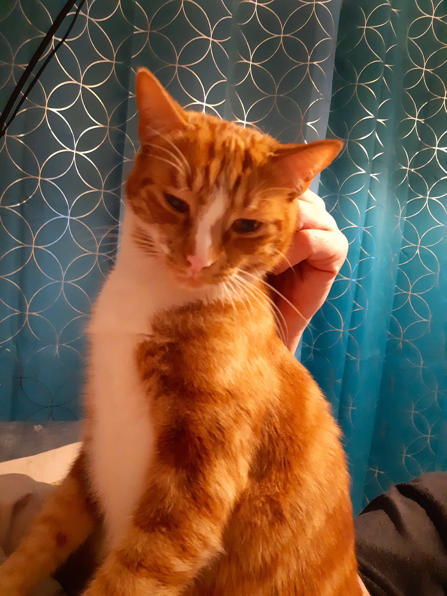 Caramel participe au concours pour gagner de l'argent avec cette photo : aegean_cat, american_wirehair, arabian_mau, asian, carnivore, cat, cymric, domestic_short_haired_cat, european_shorthair, fawn, felidae, fur, german_rex, kitten, mammal, ojos_azules, small_to_medium_sized_cats, tabby_cat, vertebrate, whiskers