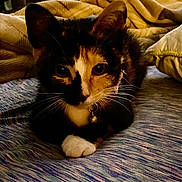 Gemma joined the competition — help win amazing prizes! calico_cat, cat, kitten, pet, collar, bell, whiskers, white_paw, bed, blanket, bedding, close_up, indoor, low_light, cozy, fur, eyes, ears, portrait, domestic_cat