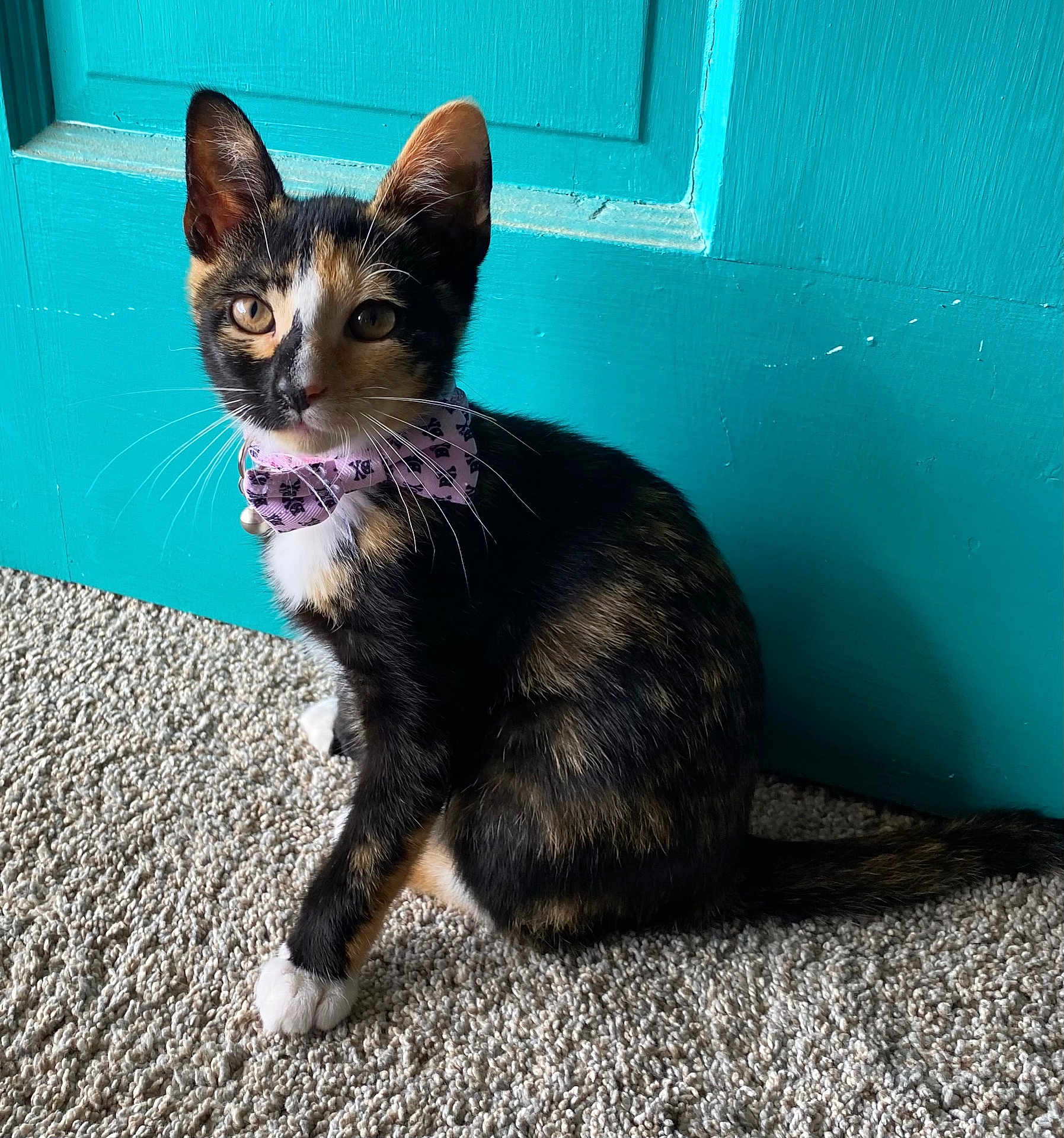 Gemma joined the competition — help win amazing prizes! cat, kitten, calico, pink_bow, collar, whiskers, turquoise_door, carpet, indoor, pet, feline, paws, ears, tail, sitting, portrait, closeup, curious, fur, home