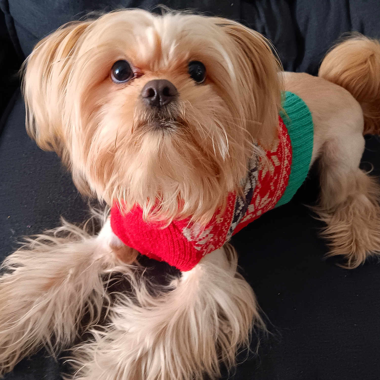 Gouda joined the competition — help win amazing prizes! animal, companion, couch, cozy, cute, dog, domestic_animal, fluffy, friendly, fur, green, holiday, indoors, looking_up, pet, portrait, red, relaxed, small_dog, sweater