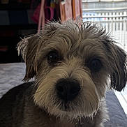 Oreo is registered to the contest to win money with this photo: animal, bed, collar, curious, cute, dog, domestic, door, expression, fur, home, indoor, light, looking, pet, portrait, room, scruffy, shadow, window