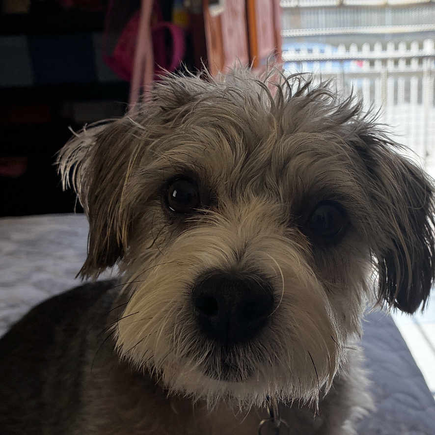 Oreo