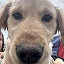 Maia joined the competition — help win amazing prizes! dog, puppy, golden_retriever, close_up, nose, fur, animal, pet, canine, outdoor, sky, face, whiskers, ears, young, muzzle, curious, looking, portrait, daytime