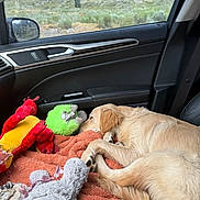 Maia is registered to the contest to win money with this photo: dog, puppy, sleeping, car_interior, blanket, plush_toy, stuffed_animal, orange_blanket, golden_retriever, window, side_mirror, nature_outside, greenery, car_door, leather_seat, resting, cute, pet, relaxing, indoor