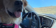 Maia joined the competition — help win amazing prizes! dog, golden_retriever, pet, car, steering_wheel, harness, keys, window, sky, desert, interior, happy, tongue_out, canine, vehicle, seat, daylight, travel, companion, close_up