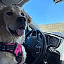 dog, golden_retriever, pet, car, steering_wheel, harness, keys, window, sky, desert, interior, happy, tongue_out, canine, vehicle, seat, daylight, travel, companion, close_up