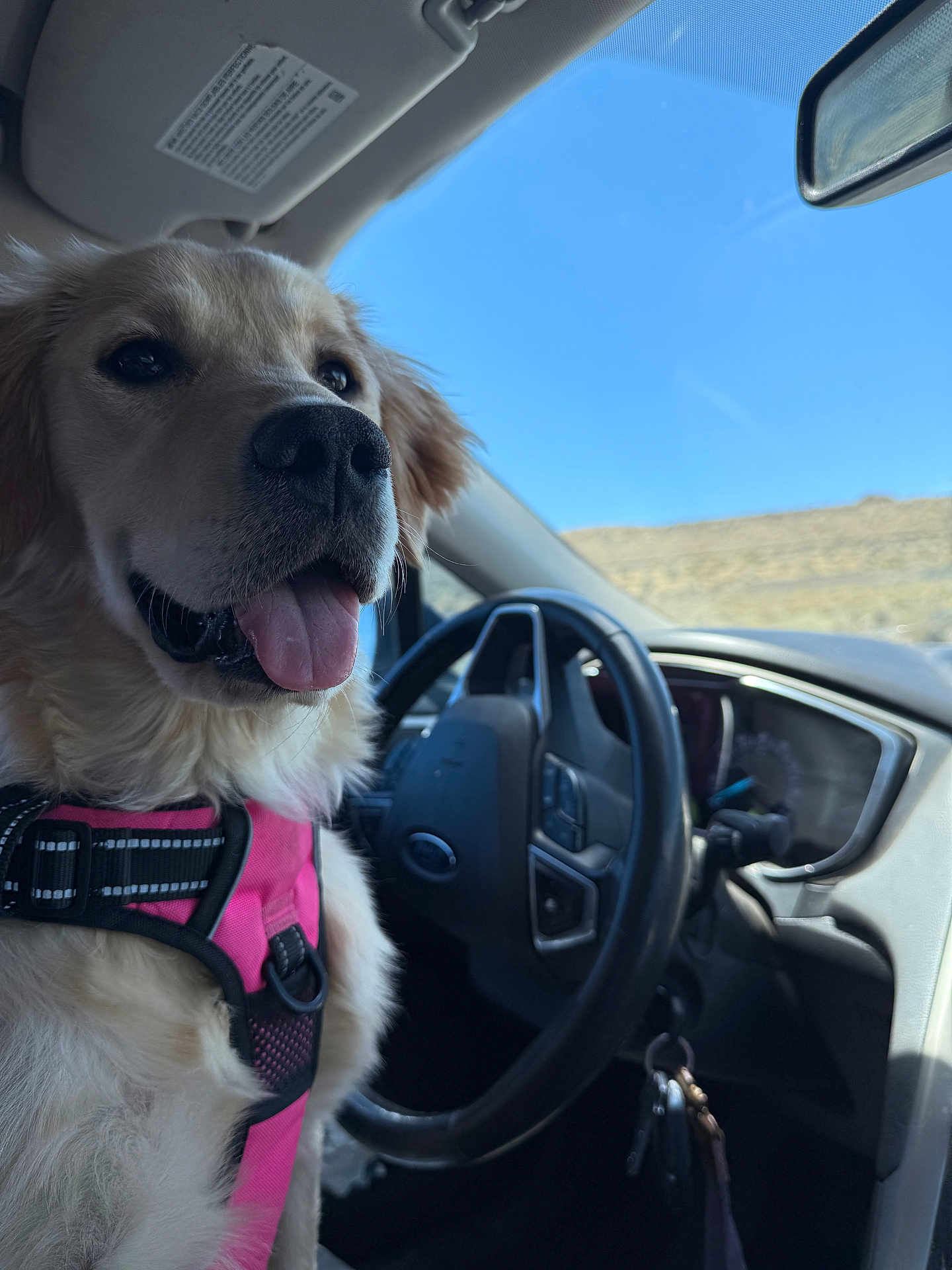 Maia joined the competition — help win amazing prizes! dog, golden_retriever, pet, car, steering_wheel, harness, keys, window, sky, desert, interior, happy, tongue_out, canine, vehicle, seat, daylight, travel, companion, close_up
