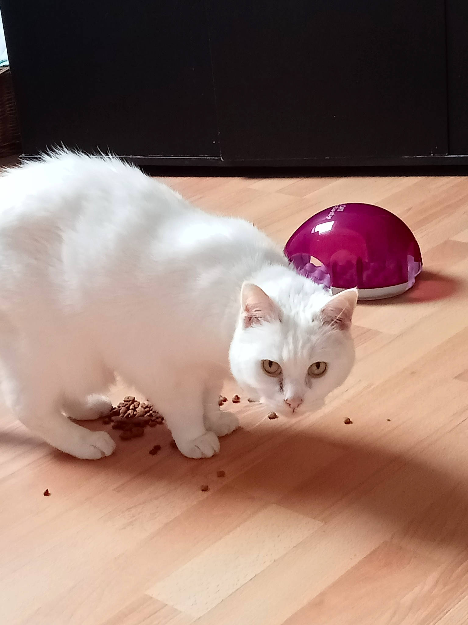 Moustache a rejoint le concours — aidez-le/la à gagner de superbes lots ! carnivore, cat, claw, comfort, domestic_short_haired_cat, fawn, felidae, flooring, foot, fur, hardwood, paw, small_to_medium_sized_cats, snout, tail, whiskers, wood