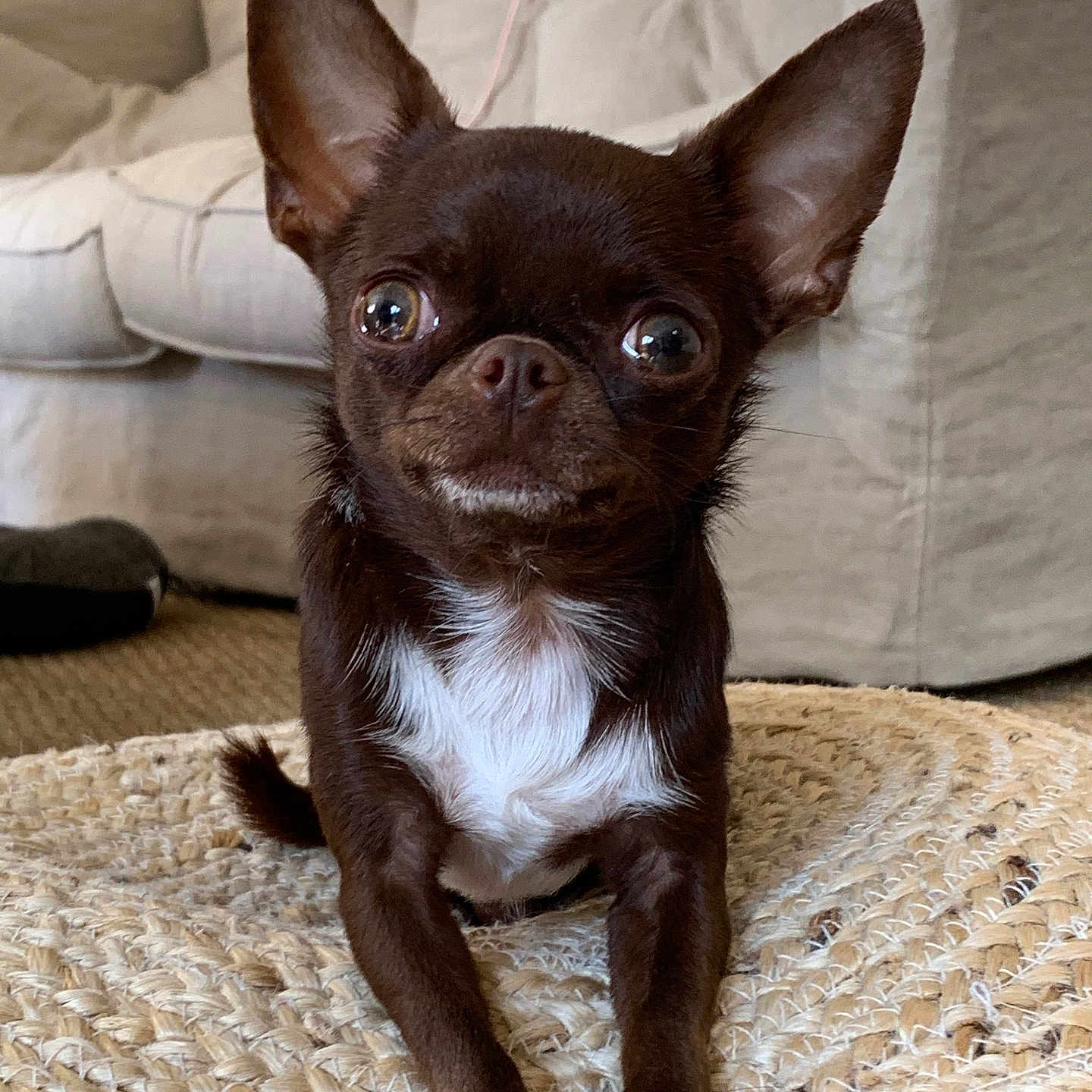 Gadir a rejoint le concours — aidez-le/la à gagner de superbes lots ! animal, architecture, building, bulldog, canine, chihuahua, cockerspaniel, couch, cushion, dog, frenchbulldog, furniture, homedecor, indoors, livingroom, papillon, pet, pug, puppy, snout