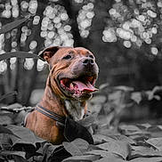 Pago participe au concours pour gagner de l'argent avec cette photo : dog, happy, tongue_out, leaves, outdoor, nature, bokeh, brown_dog, animal, pet, closeup, smiling, canine, collar, forest, plants, background_blur, portrait, sunlight, joyful