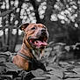 dog, happy, tongue_out, leaves, outdoor, nature, bokeh, brown_dog, animal, pet, closeup, smiling, canine, collar, forest, plants, background_blur, portrait, sunlight, joyful