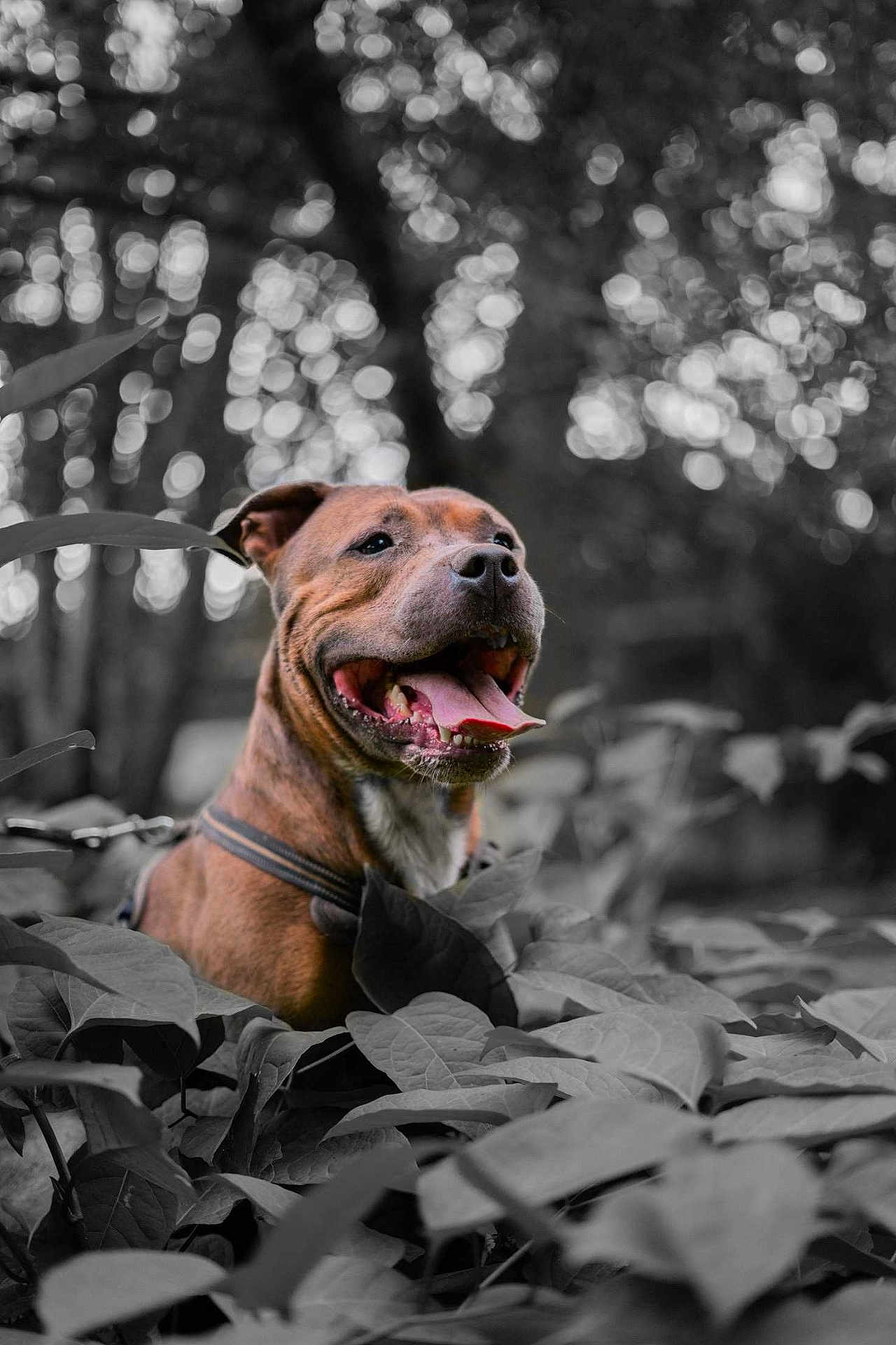 Pago participe au concours pour gagner de l'argent avec cette photo : dog, happy, tongue_out, leaves, outdoor, nature, bokeh, brown_dog, animal, pet, closeup, smiling, canine, collar, forest, plants, background_blur, portrait, sunlight, joyful