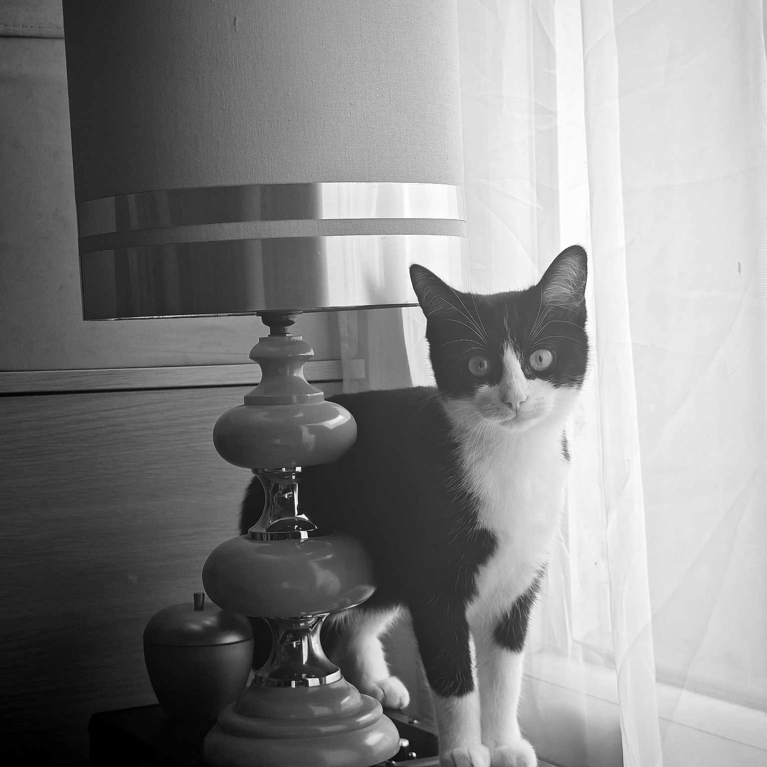 Minouchka participe au concours pour gagner de l'argent avec cette photo : animal, black_and_white, cat, cozy, curious, curtains, decor, domestic, feline, fur, home, indoor, lamp, pet, portrait, soft_light, standing, table, tuxedo_cat, window