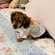 Pickles is registered to the contest to win money with this photo: puppy, dog, dachshund, brown_fur, floppy_ears, pet, jersey, sports_shirt, orange, white, bed, quilt, floral_pattern, pillows, bedroom, indoor, lounging, portrait, cute, cozy