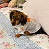 puppy, dog, dachshund, brown_fur, floppy_ears, pet, jersey, sports_shirt, orange, white, bed, quilt, floral_pattern, pillows, bedroom, indoor, lounging, portrait, cute, cozy