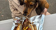 Pickles joined the competition — help win amazing prizes! dog, puppy, hot_dog, food, sausage, mustard, ketchup, bun, pink_harness, leash, person, sweatshirt, outdoor, table, foil_wrapper, curious, close_up, portrait, street, lunch