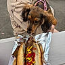 dog, puppy, hot_dog, food, sausage, mustard, ketchup, bun, pink_harness, leash, person, sweatshirt, outdoor, table, foil_wrapper, curious, close_up, portrait, street, lunch