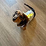 dog, puppy, pet, animal, portrait, looking_up, sitting, wooden_floor, indoor, striped_clothing, yellow_bow, long_hair, brown_fur, black_fur, floppy_ears, tail, cute, camera_angle, home, flooring