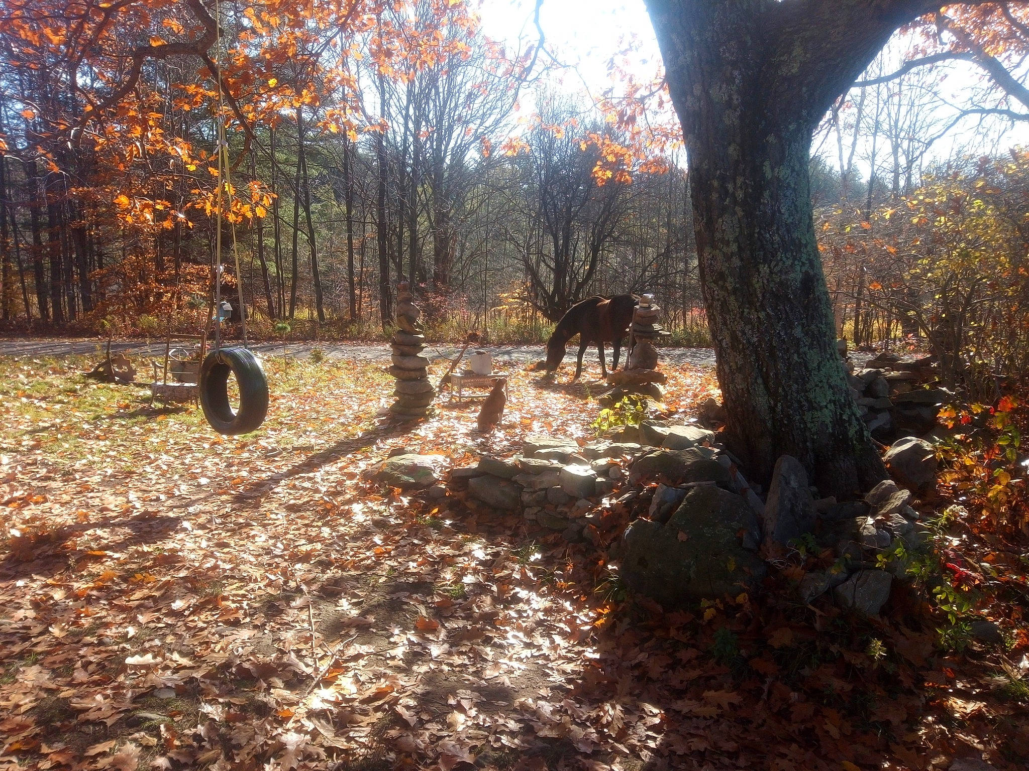 Althea is registered to the contest to win money with this photo: autumn, branch, deciduous, forest, grove, landscape, leaf, morning, natural_landscape, northern_hardwood_forest, park, shadow, sunlight, temperate_broadleaf_and_mixed_forest, tints_and_shades, tree, trunk, twig, woodland, woody_plant