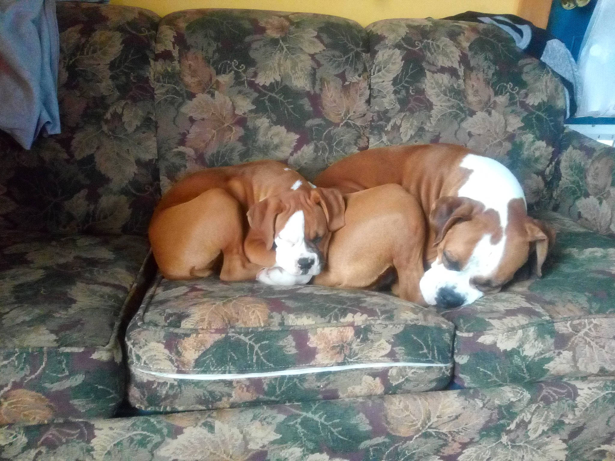 Althea joined the competition — help win amazing prizes! canidae, carnivore, comfort, companion_dog, couch, dog, dog_bed, dog_breed, dog_supply, fawn, home, linens, liver, living_room, pet_supply, slipcover, sporting_group, working_animal, working_dog