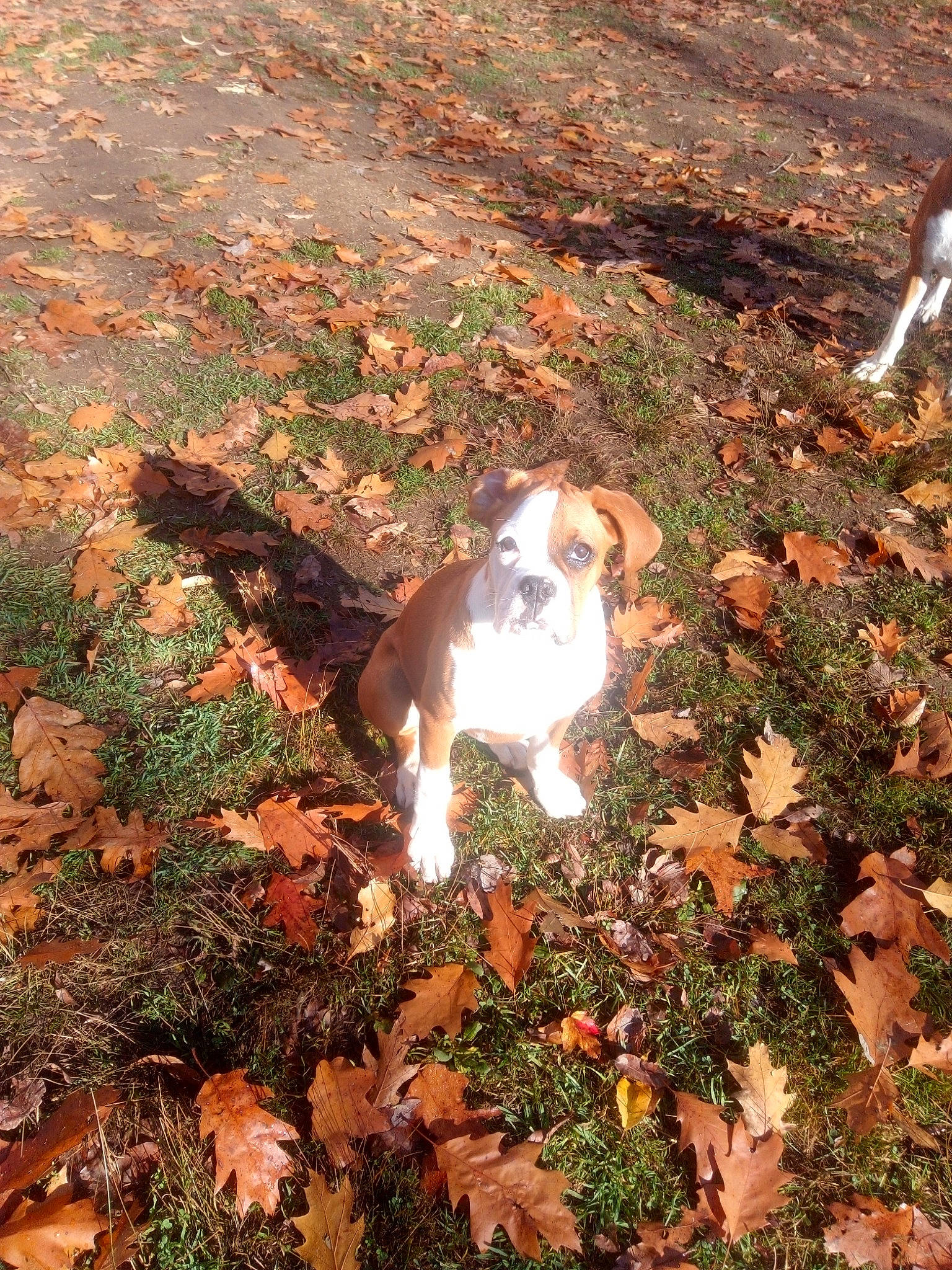 Althea joined the competition — help win amazing prizes! autumn, canidae, carnivore, companion_dog, deciduous, dog, dog_breed, fawn, groundcover, leaf, liver, sporting_group, tail, working_dog