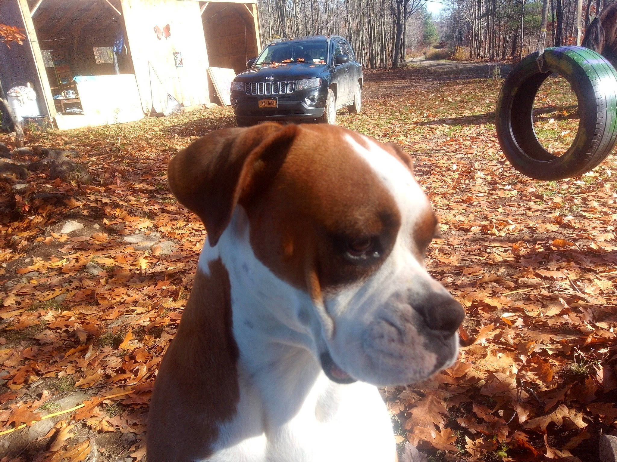 Smore joined the competition — help win amazing prizes! auto_part, automotive_exterior, automotive_lighting, automotive_parking_light, automotive_tire, bumper, canidae, carnivore, collar, companion_dog, dog, dog_breed, dog_collar, fawn, headlamp, snout, sporting_group, sunlight, vehicle_door, vehicle_registration_plate