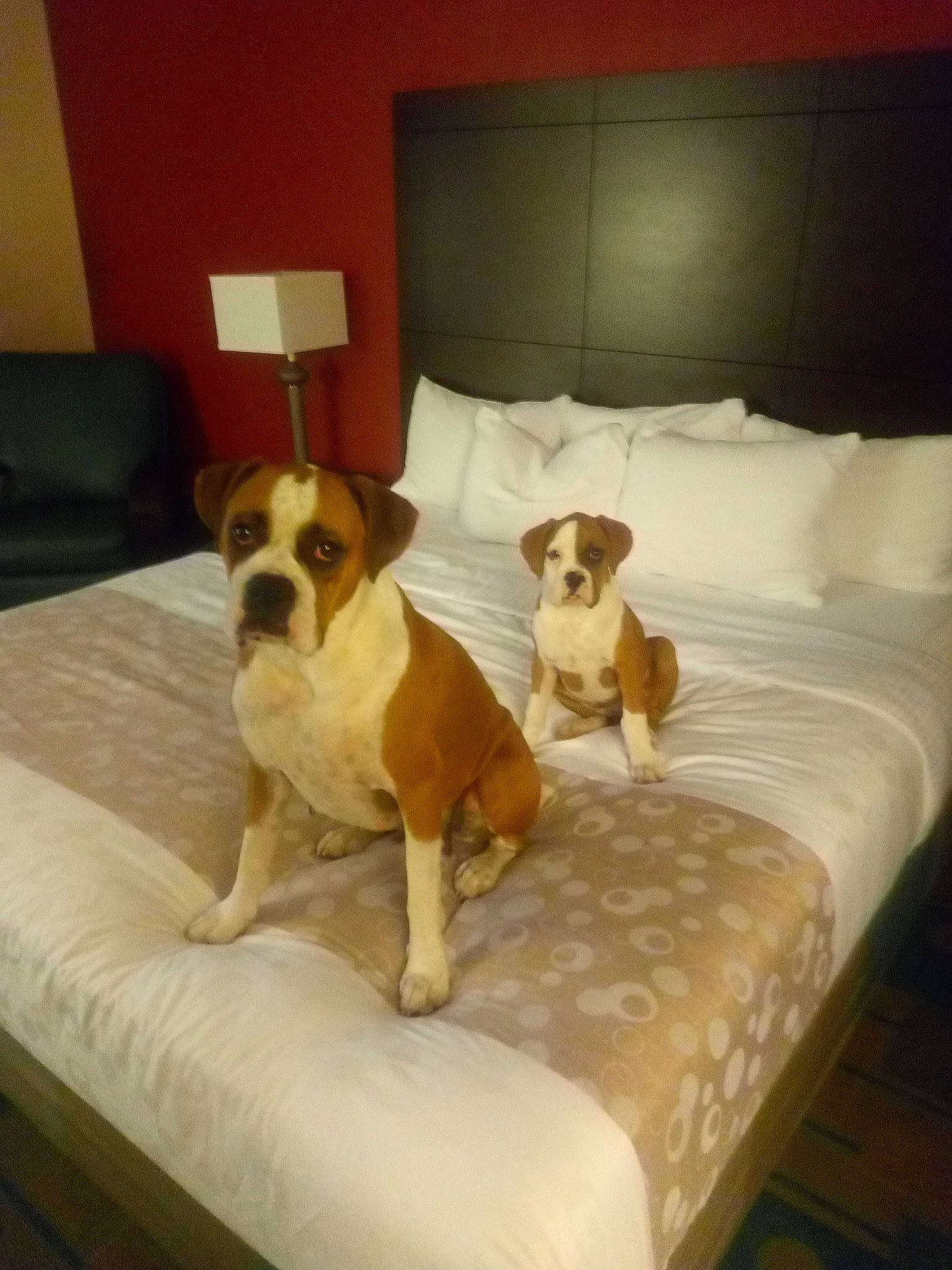 Smore joined the competition — help win amazing prizes! beaglier, bed, bedding, canidae, carnivore, companion_dog, dog, dog_breed, dog_supply, fawn, home, interior_design, lamp, linens, liver, pet_supply, room, sporting_group, tail, working_animal