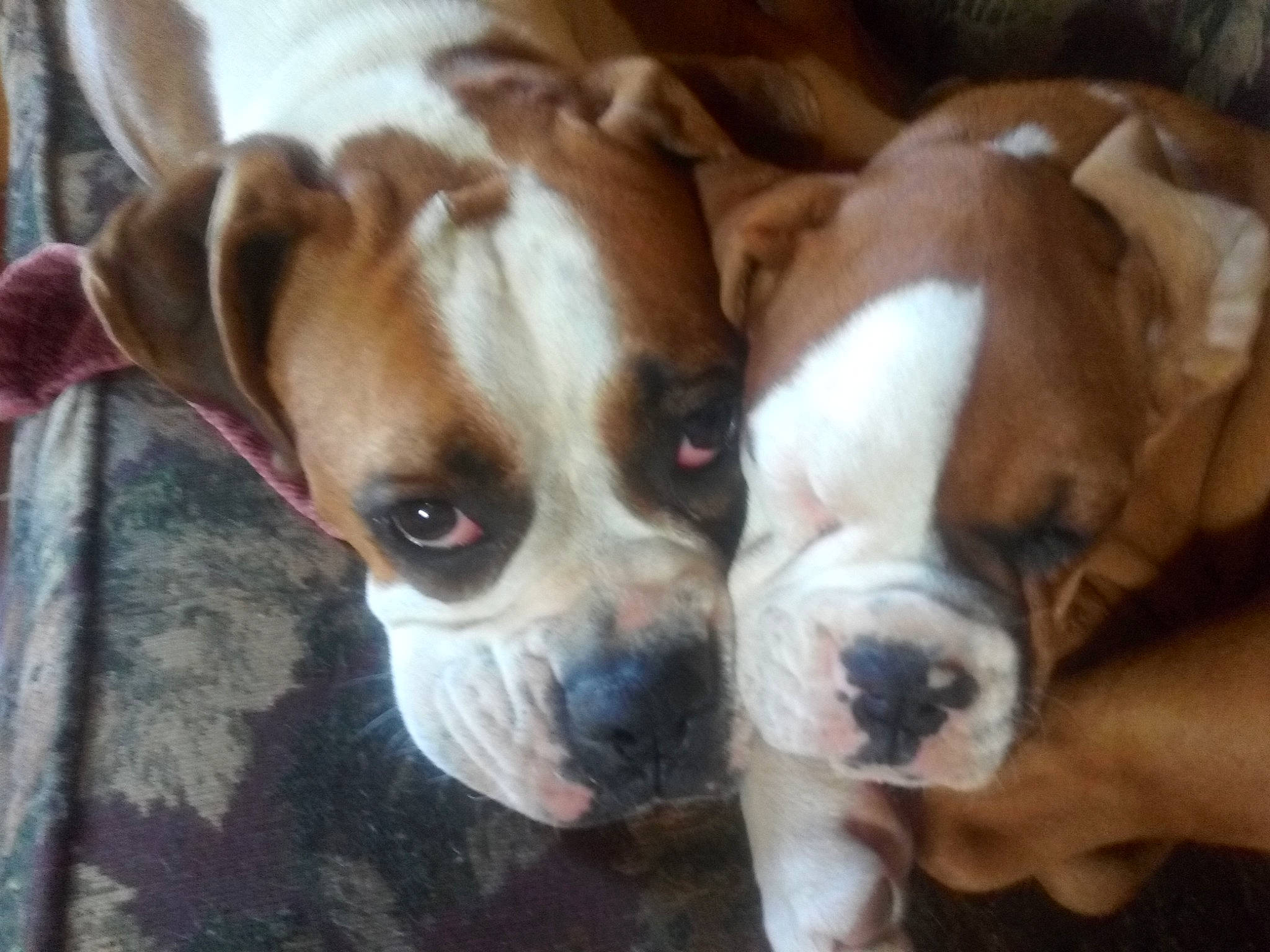 Smore joined the competition — help win amazing prizes! boxer, canidae, carnivore, companion_dog, dog, dog_breed, fawn, liver, pet_supply, snout, sporting_group, whiskers, working_animal, working_dog