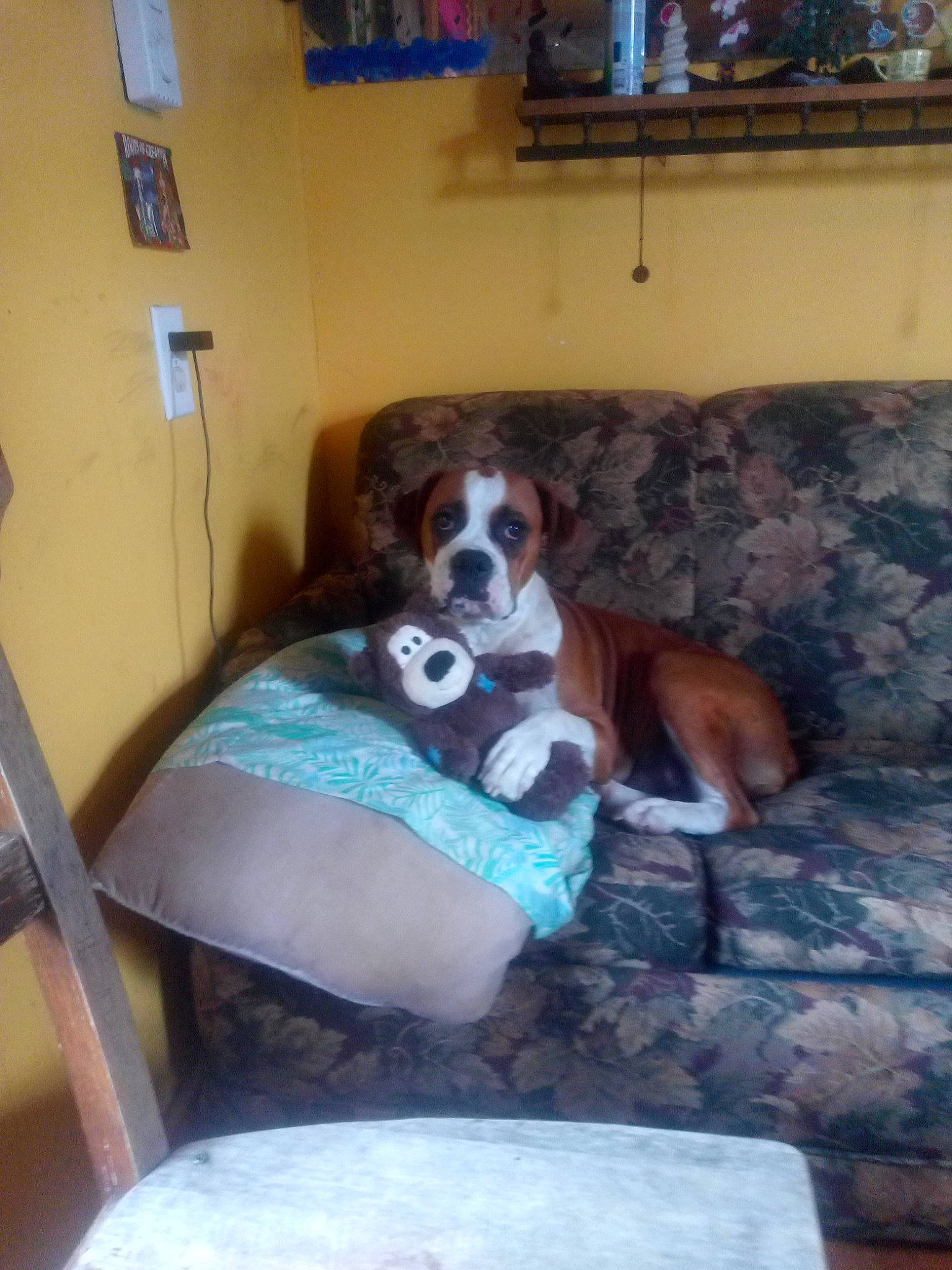 Smore joined the competition — help win amazing prizes! beaglier, canidae, carnivore, collar, comfort, companion_dog, couch, dog, dog_breed, hound, liver, living_room, picture_frame, room, scent_hound, sporting_group, working_animal, working_dog