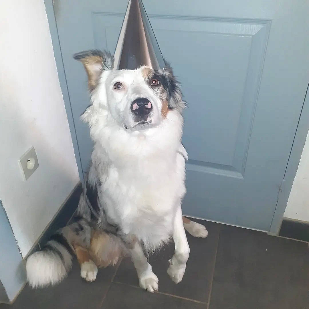 Skittles participe au concours pour gagner de l&#x27;argent avec cette photo : canidae, carnivore, collar, companion_dog, dog, dog_breed, dog_collar, dog_supply, door, fashion_accessory, flooring, fur, non_sporting_group, snout, sporting_group, tail, volpino_italiano, whiskers, working_animal, working_dog