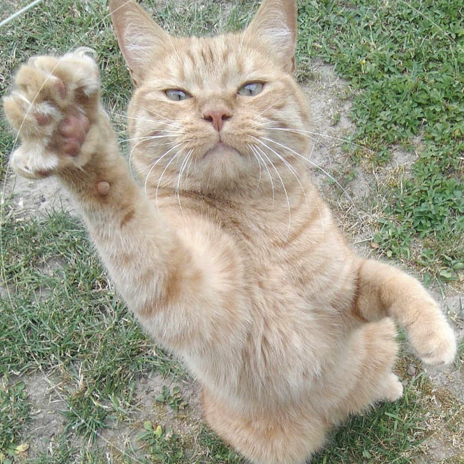 Lucky participe au concours pour gagner de l'argent avec cette photo : abyssinian, animal, bodypart, cat, claw, electronics, grass, hardware, hook, kitten, lawn, manx, mouth, person, pet, plant, siamese, sleeping