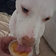 Luna is registered to the contest to win money with this photo: dog, white_dog, pet, animal, close_up, licking, tongue, treat, food, bowl, human_hand, bed, indoors, portrait, white_fur, short_hair, snout, nose, paw, cute