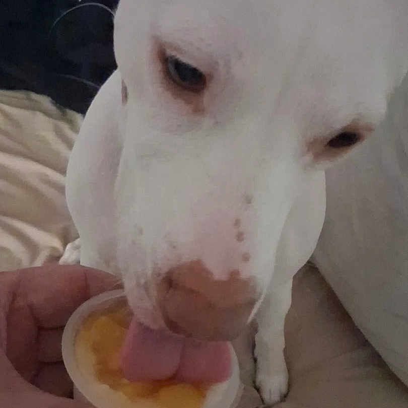 Luna is registered to the contest to win money with this photo: dog, white_dog, pet, animal, close_up, licking, tongue, treat, food, bowl, human_hand, bed, indoors, portrait, white_fur, short_hair, snout, nose, paw, cute