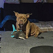 Booba participe au concours pour gagner de l'argent avec cette photo : animal, bed, blanket, brown_dog, couch, dog, dog_pillow_art, ears_up, folded_clothes, furniture, indoor, living_room, pet, pillow, plush_toy, serious_expression, shark_toy, sitting, striped_bedspread, toys