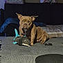 animal, bed, blanket, brown_dog, couch, dog, dog_pillow_art, ears_up, folded_clothes, furniture, indoor, living_room, pet, pillow, plush_toy, serious_expression, shark_toy, sitting, striped_bedspread, toys