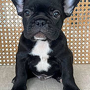 Oreo is registered to the contest to win money with this photo: dog, puppy, french_bulldog, black_and_white, pet, animal, ears, face, sitting, cute, fur, indoor, texture, woven_background, curious, closeup, portrait, eyes, nose, paws