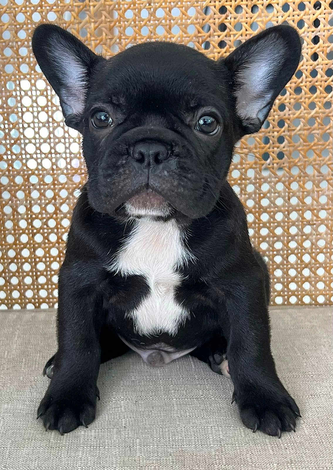 Oreo is registered to the contest to win money with this photo: dog, puppy, french_bulldog, black_and_white, pet, animal, ears, face, sitting, cute, fur, indoor, texture, woven_background, curious, closeup, portrait, eyes, nose, paws