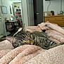 Charolette is registered to the contest to win money with this photo: cat, tabby_cat, sleeping, blanket, pink_blanket, cozy, bed, whiskers, ear, fur, bedroom, dresser, bookshelf, television, tv_screen, open_door, mirror, indoor, pet, close_up