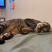 Charolette joined the competition — help win amazing prizes! cat, tabby_cat, pet, paw, whiskers, nose, ear, fur, bed, blanket, indoor, sleeping, relaxed, close_up, cozy, television, plush_toy, wall, domestic, portrait