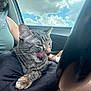 Charolette joined the competition — help win amazing prizes! cat, tabby_cat, pet, lap, car_interior, seatbelt, steering_wheel, window, clouds, sky, tongue_out, whiskers, fur, relaxed, human_hand, human_torso, travel, road_trip, sunlight, cozy
