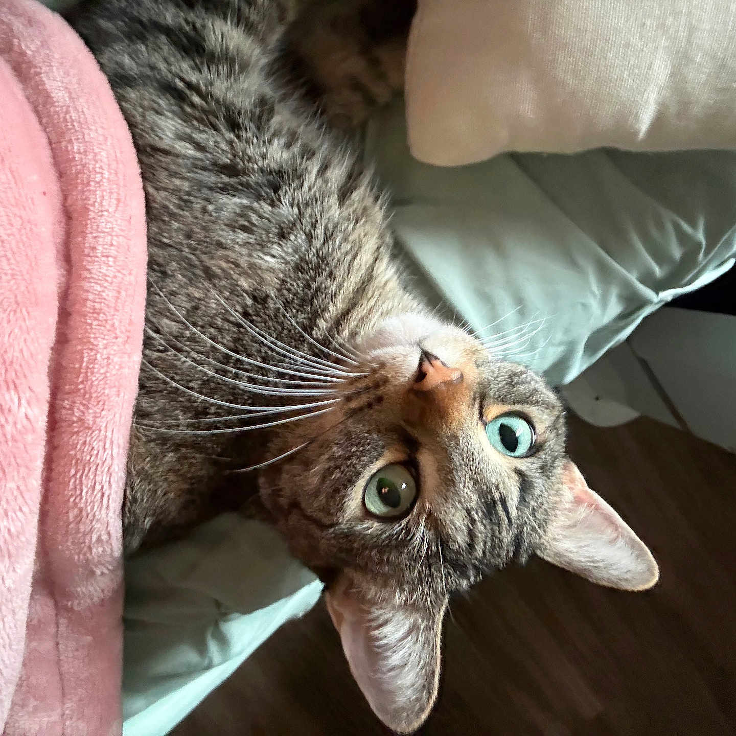 Charolette is registered to the contest to win money with this photo: bed, blanket, cat, close_up, cozy, curious, domestic_cat, ear, fur, green_eyes, household, indoor, looking_up, pet, pillow, pink_blanket, portrait, sleepy, tabby, whiskers