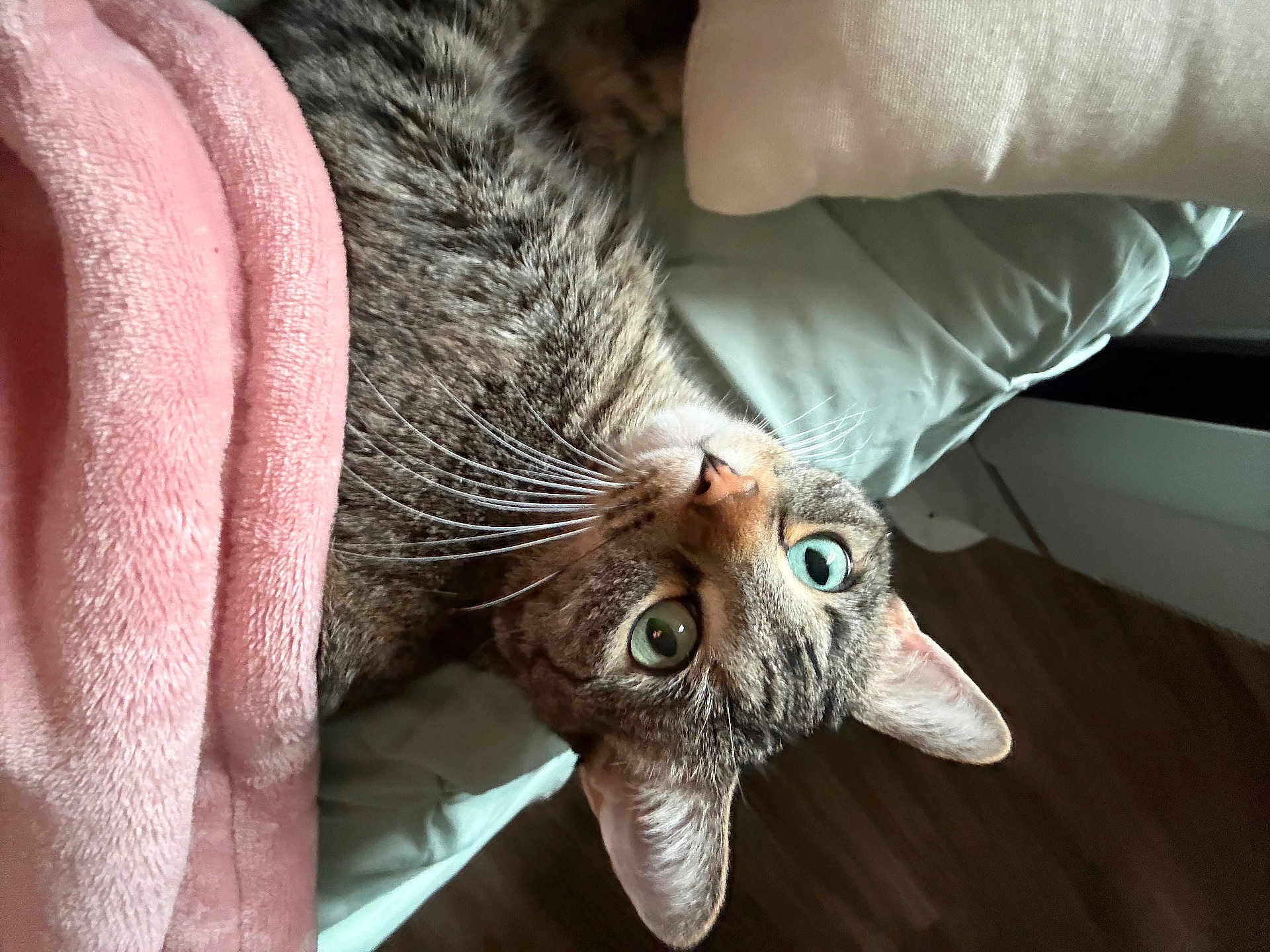 Charolette is registered to the contest to win money with this photo: cat, tabby, green_eyes, whiskers, pink_blanket, blanket, pillow, bed, indoor, cozy, close_up, portrait, fur, ear, pet, domestic_cat, curious, looking_up, sleepy, household