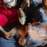 dog, lying_down, relaxed, fur, pet, animal, canine, resting, indoors, red_background, black_fur, close_up, paw, sleeping, cozy, companion, cute, domestic, mammal, friendly