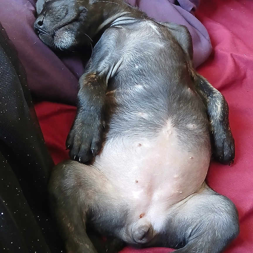 Kita participe au concours pour gagner de l'argent avec cette photo : puppy, dog, sleeping, bed, blanket, cozy, relaxed, animal, pet, fur, cute, young, resting, indoors, canine, lying_down, pink, purple, soft, nap