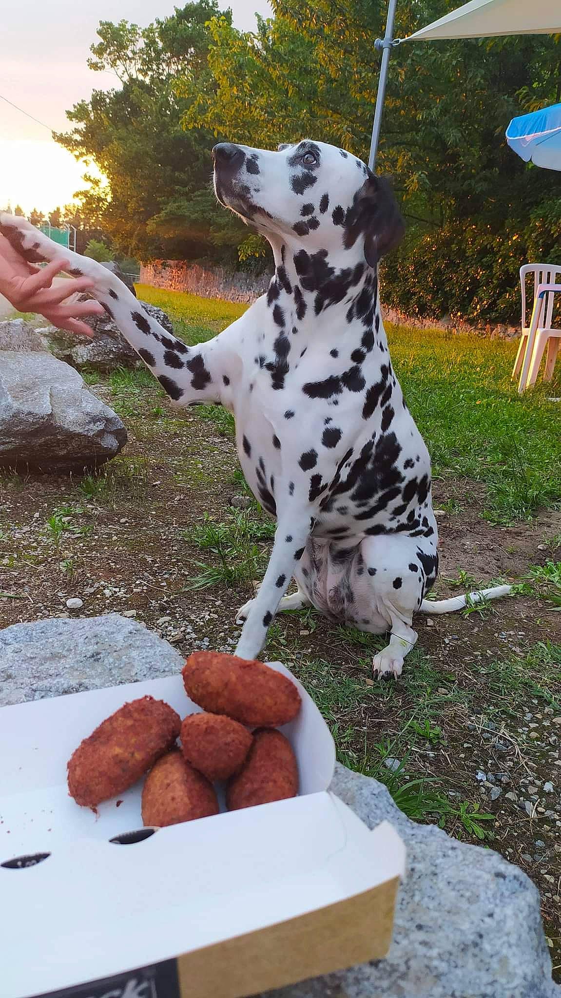 Malice a rejoint le concours — aidez-le/la à gagner de superbes lots ! alcapurria, carnivore, chair, companion_dog, cutlet, dalmatian, dog, dog_breed, dog_supply, falafel, fawn, grass, green, ingredient, mammal, military_camouflage, plant, snout, tree, vertebrate