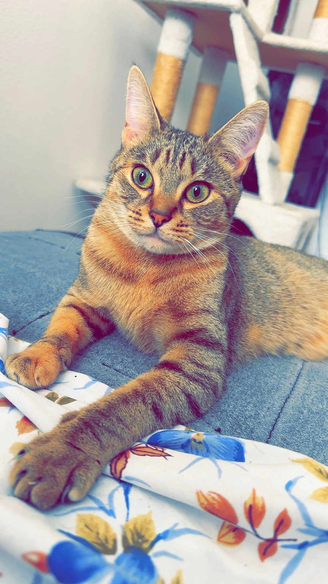 Lili a rejoint le concours — aidez-le/la à gagner de superbes lots ! cat, tabby_cat, pet, animal, feline, indoor, blanket, floral_pattern, blue, orange, cozy, relaxed, whiskers, ears, paws, closeup, soft_light, cat_tree, home, curious