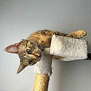 Lili participe au concours pour gagner de l'argent avec cette photo : cat, tabby, curious, ears, whiskers, cat_tree, platform, indoor, pet, animal, feline, claws, fur, playful, looking, closeup, portrait, scratching_post, home, cute