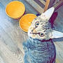 Lili a rejoint le concours — aidez-le/la à gagner de superbes lots ! cat, tabby, pet, animal, feline, wooden_floor, orange_bowls, looking_up, domestic_cat, indoor, curious, whiskers, ears, tail, sitting, flooring, wooden_rack, eyes, nose, fur